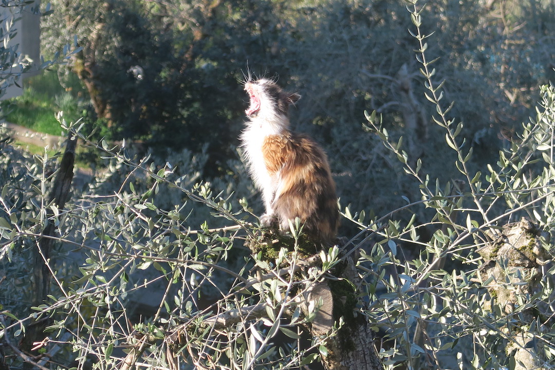 三毛の子猫高みの見物オリーブの木で、ペルージャ_f0234936_621611.jpg