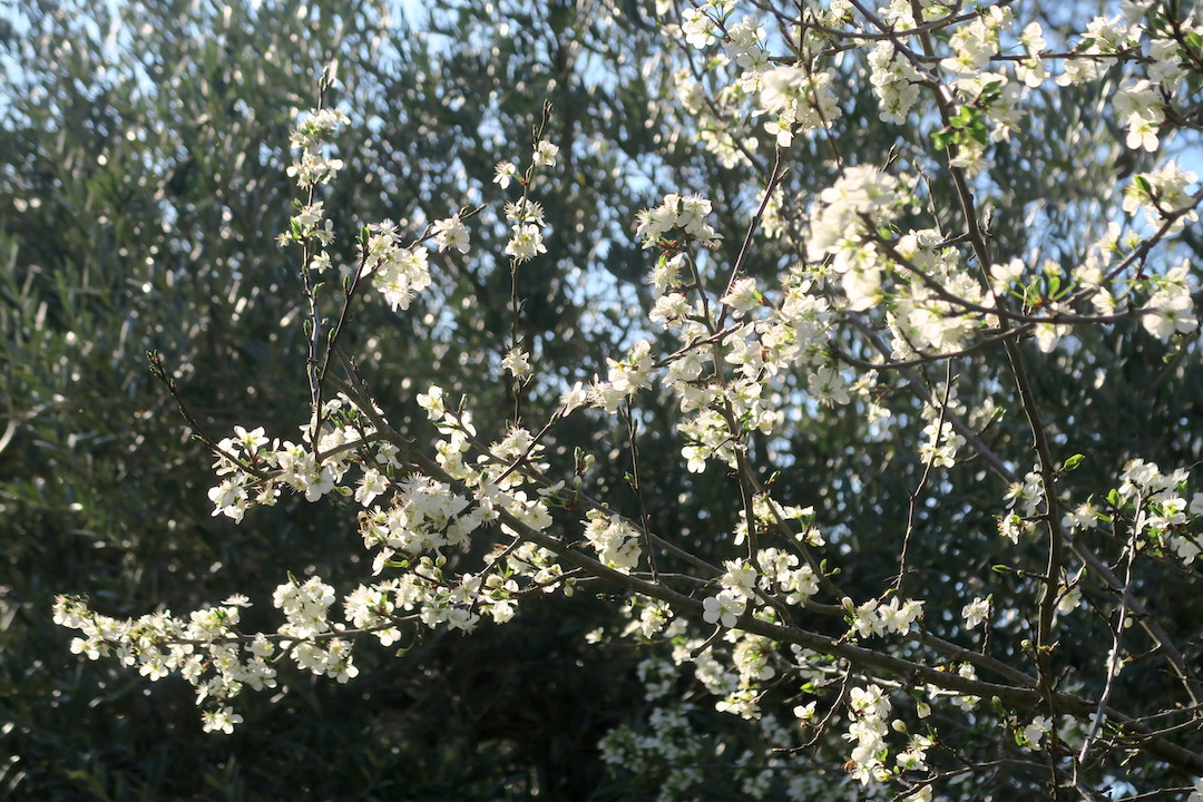 三毛の子猫高みの見物オリーブの木で、ペルージャ_f0234936_6252714.jpg