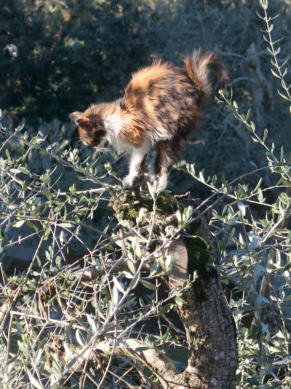 三毛の子猫高みの見物オリーブの木で、ペルージャ_f0234936_63122.jpg