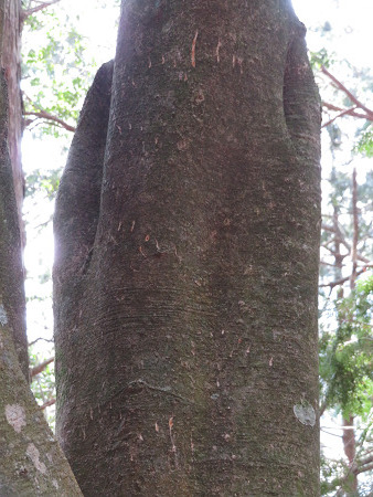 ツキノワグマ爪痕の樹とキツネの糞【台高】4/4_d0387443_09331521.jpg