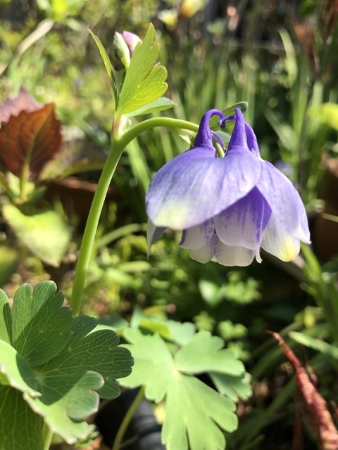 深山苧環 小庭の片隅