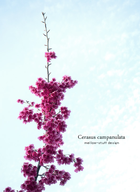 寒緋桜_d0124248_23182109.jpg