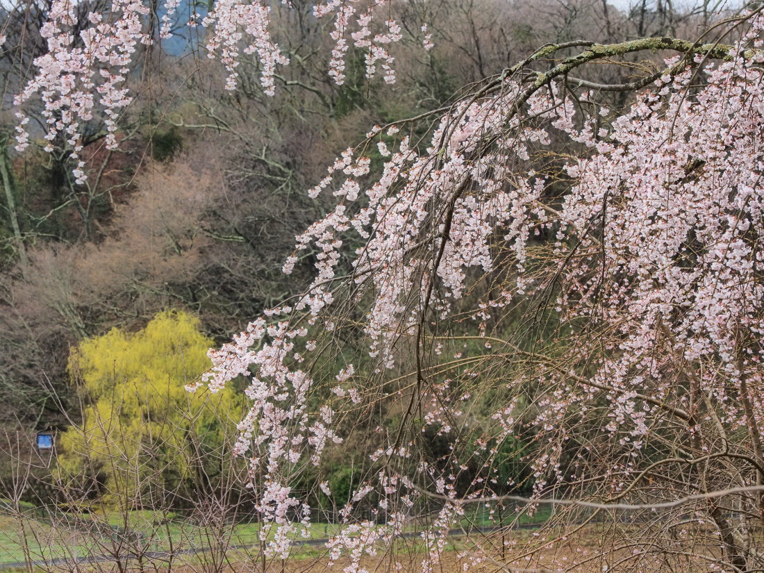 桜 13　　　奈良県_d0286954_04331060.jpg