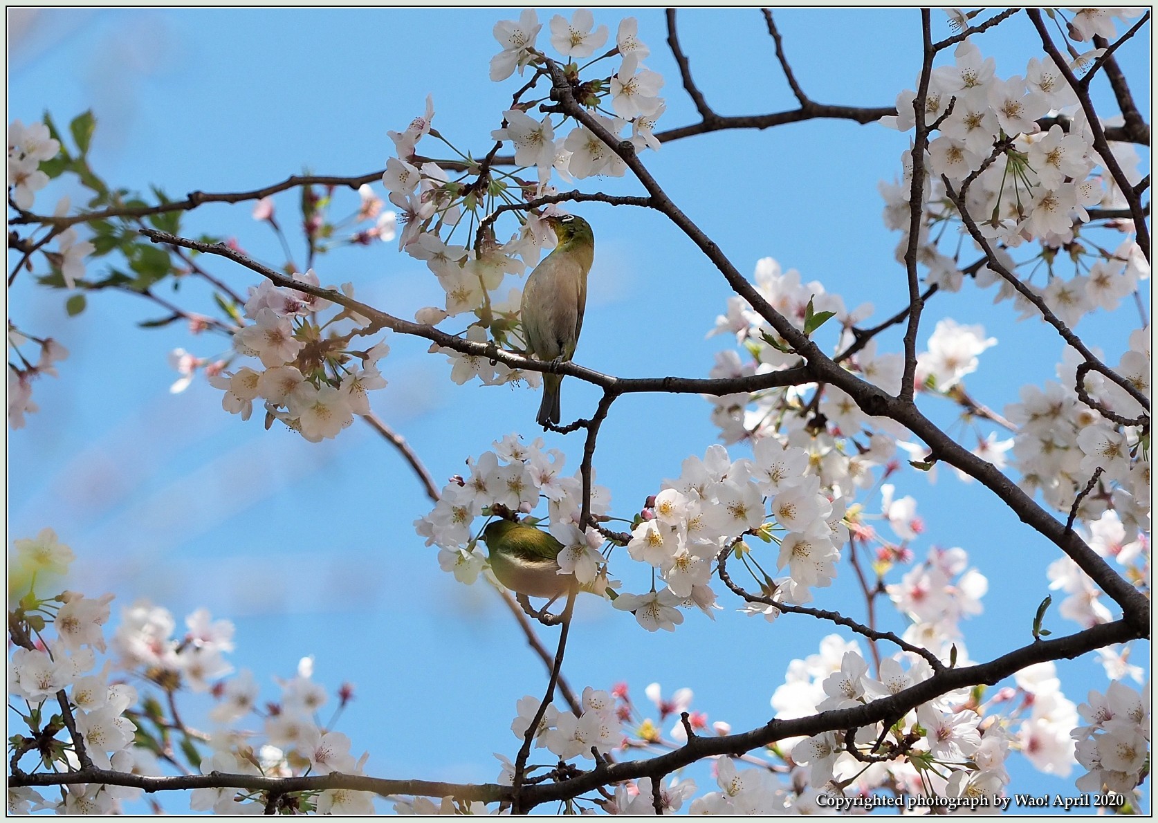 桜メジロ（ソメイヨシノ－２）_c0198669_18390619.jpg