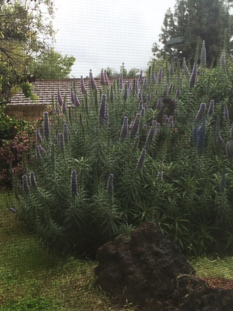 恵みの雨_e0350971_10364879.jpg