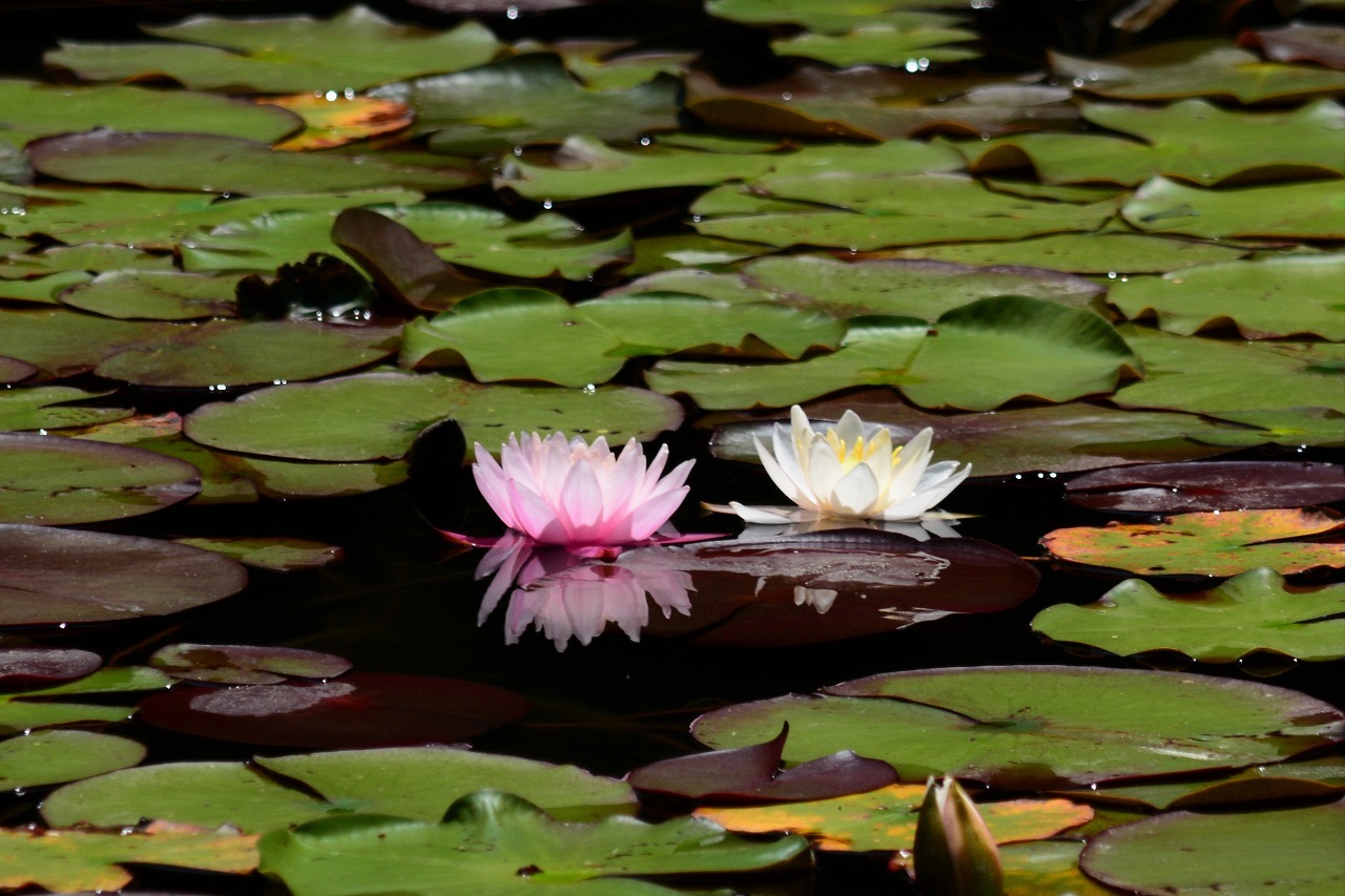 紫陽花（2018/6神戸森林植物園）_e0347372_08373456.jpg