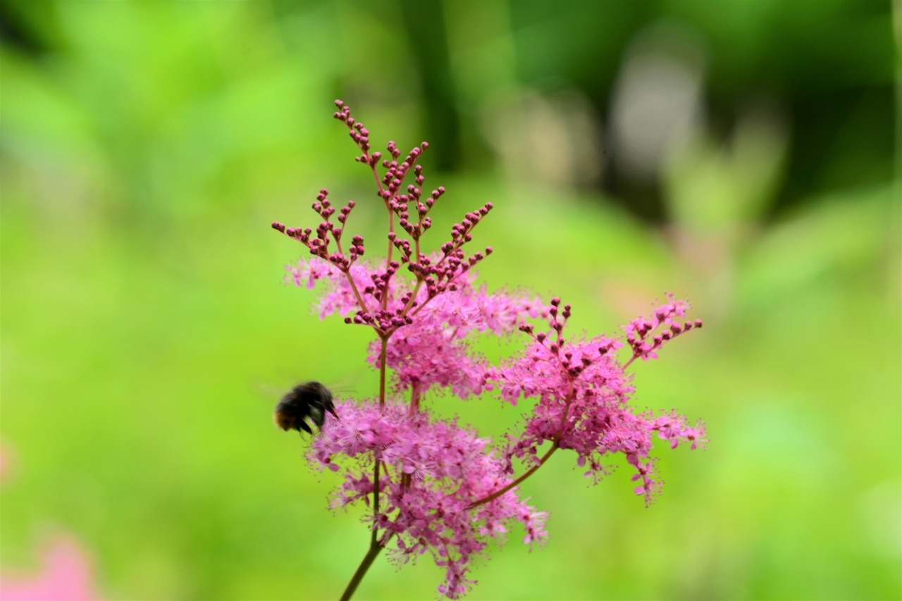 六甲高山植物園（2018/6/22）_e0347372_08485518.jpg