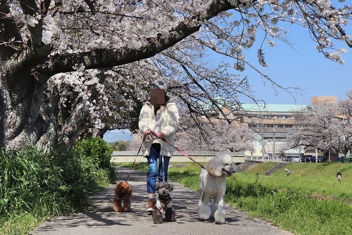 無理は禁物。_b0111376_14484212.jpg