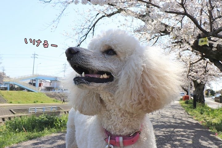 無理は禁物。_b0111376_15150052.jpg