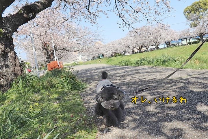 無理は禁物。_b0111376_15153102.jpg
