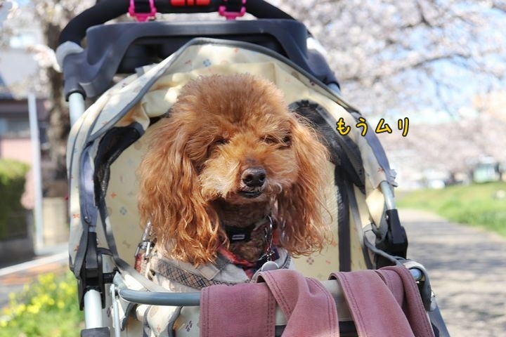 無理は禁物。_b0111376_15163497.jpg