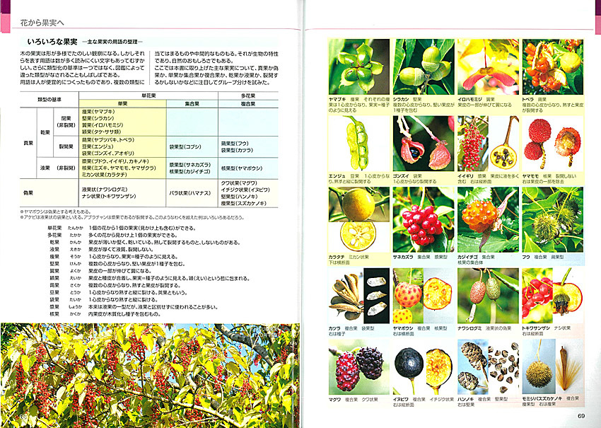 『樹木博士入門』余話 ① 完成までの道のり_d0163696_12470846.jpg