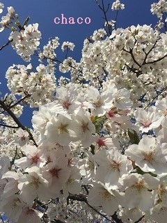 桜色の空気を体いっぱいに_b0199498_15174953.jpg