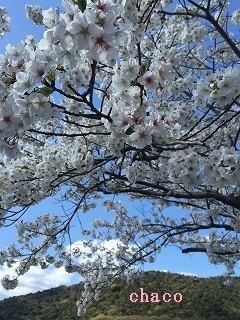 桜色の空気を体いっぱいに_b0199498_16044620.jpg