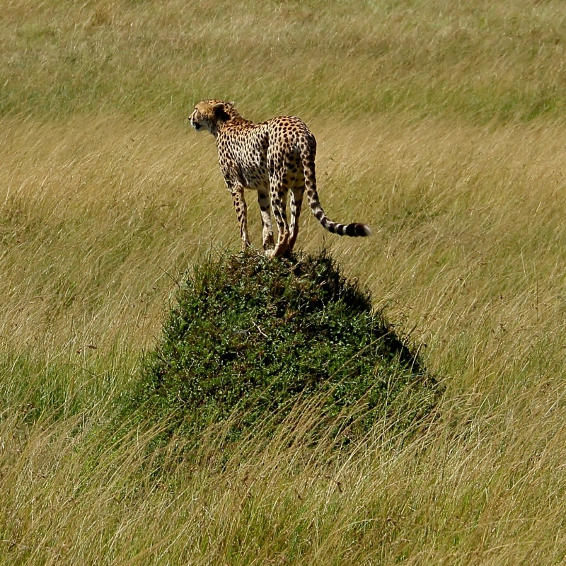 1日 2枚 癒し系の動物写真 その4 旅プラスの日記 1日 2枚 癒し系の動物写真 その4 旅プラスの日記