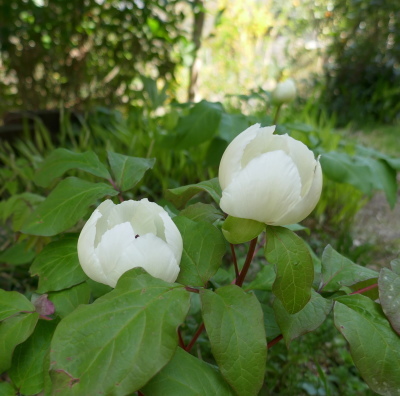 山芍薬 出雲の里山から