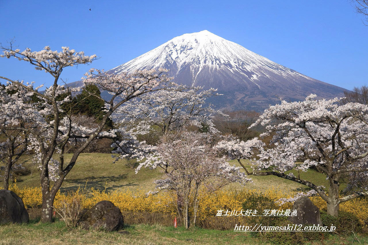 富士桜自然墓地公園のさくら 富士山大好き 写真は最高