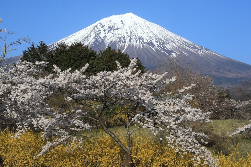 富士桜自然墓地公園のさくら 富士山大好き 写真は最高