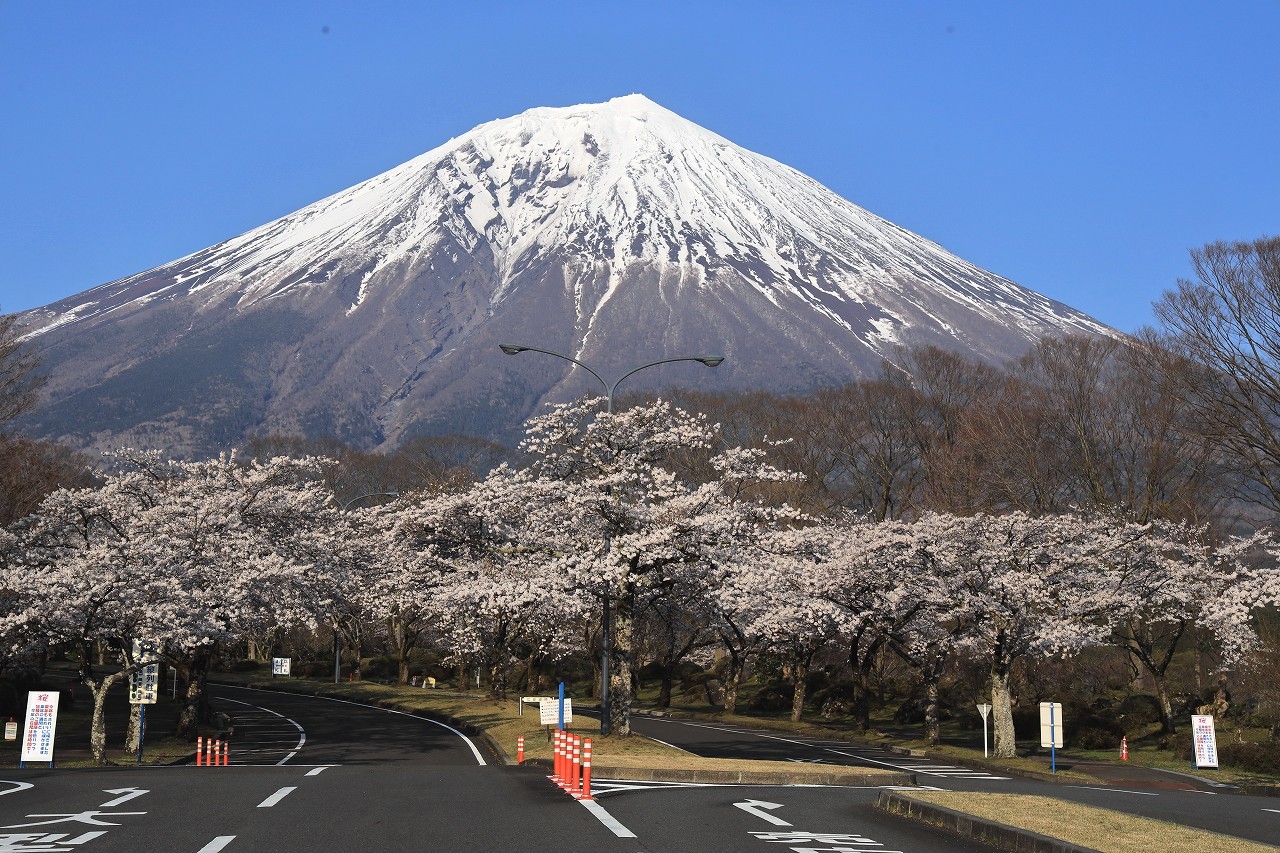 富士桜自然墓地公園のさくら 富士山大好き 写真は最高