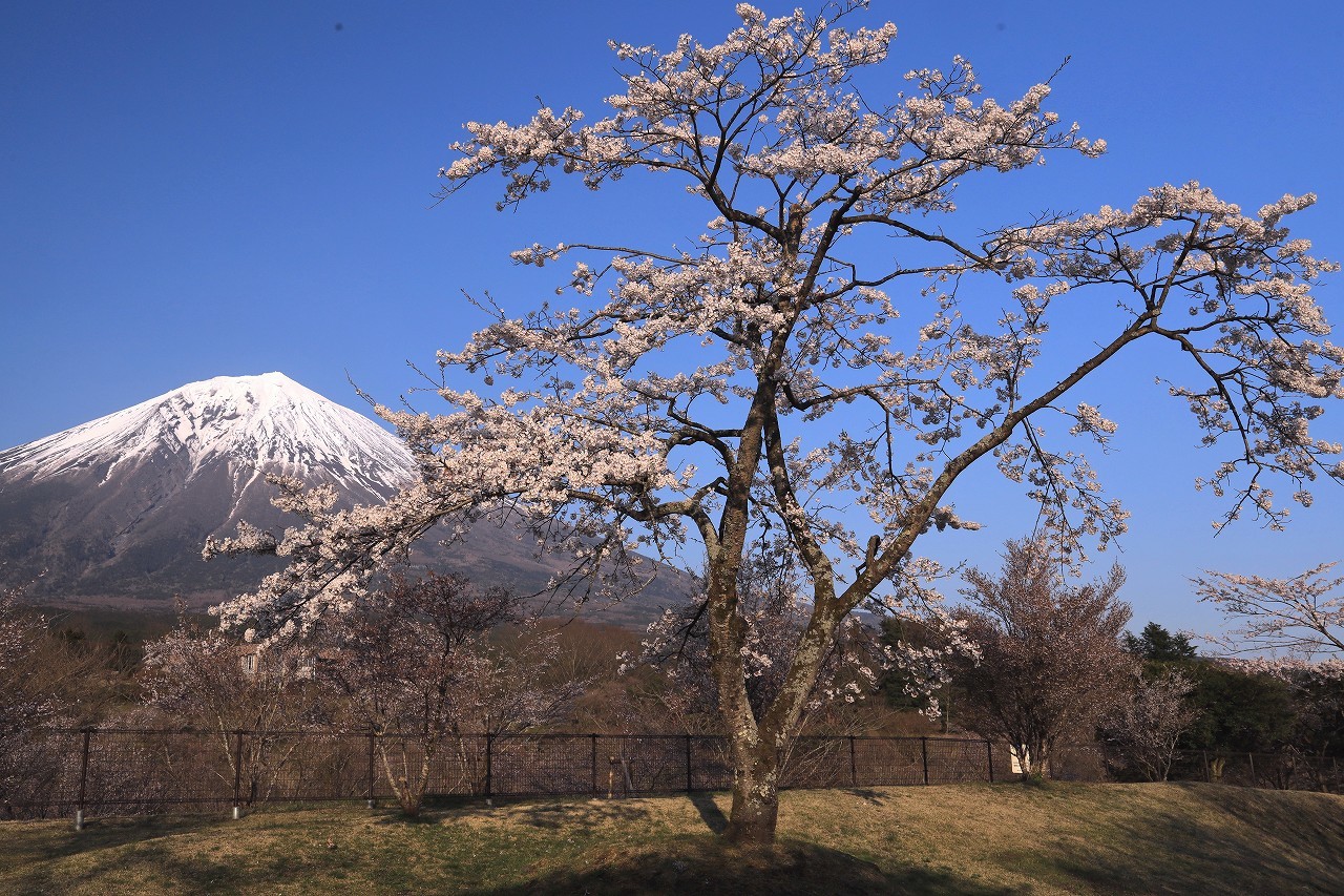 富士桜自然墓地公園のさくら 富士山大好き 写真は最高