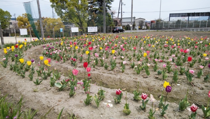 西条市の飯岡小学校の学校田のチューリップ畑と歌ネット 4 11 徳ちゃん便り 西条市の飯岡小学校の学校田のチューリップ畑と歌ネット 4 11 徳ちゃん便り