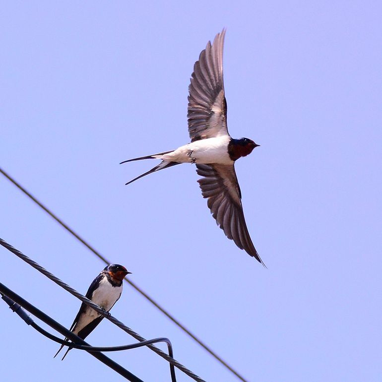 ツバメの飛び出しを撮ろう 私のデジタル写真眼