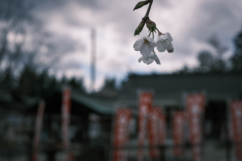 covid-19終息を祈る桜_f0265234_21564334.jpg