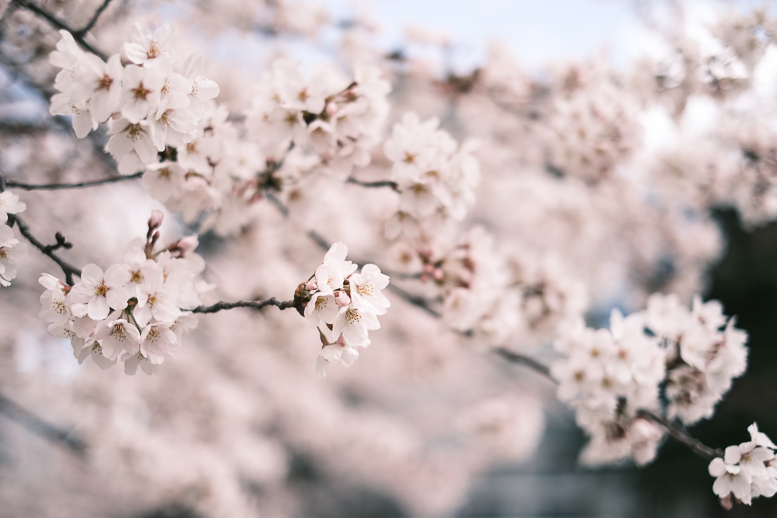 covid-19終息を祈る桜_f0265234_21570342.jpg