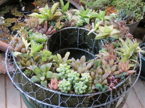 多肉植物ハオルチア等の寄せ植えリース あるまじろの庭 多肉植物ハオルチア等の寄せ植えリース あるまじろの庭