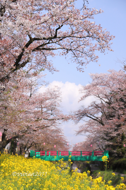 真岡　行屋川の桜を愛でる_e0227942_18362176.jpg