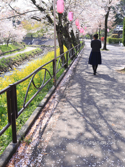 真岡　行屋川の桜を愛でる_e0227942_18373063.jpg