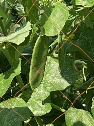 エンドウ豆の鞘がどんどん出来て4月中に収穫間違え無しです　記録です_c0222448_12503346.jpg