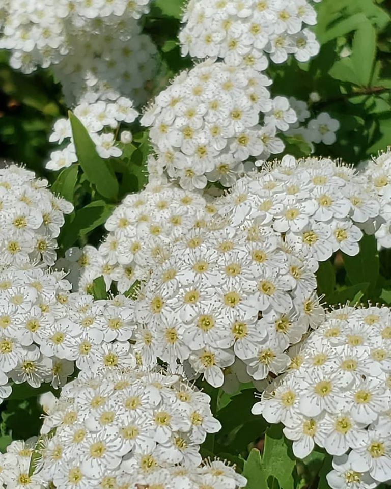 緊急事態宣言四日目。。。。聖土曜日 Holy Saturday 。。。Have a good Easter Week。*。:☆.。†_a0053662_17470313.jpg