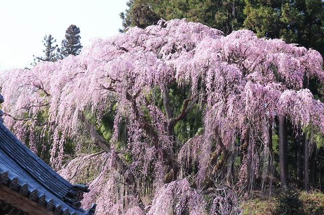 負けるな、福島の桜！②（福聚寺～2020.4.8）_e0170863_20501909.jpg