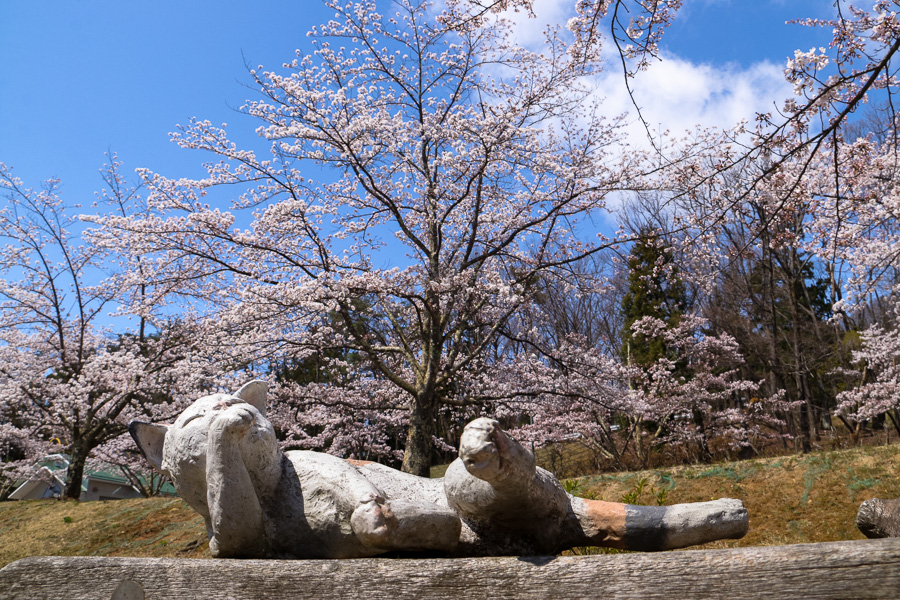 福島の桜 信夫山 In My Life