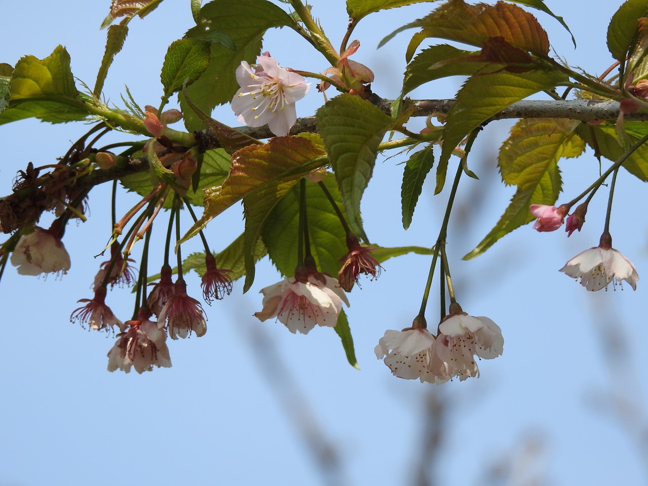 各務野櫻苑(6) 9種類の桜達』 : 自然風の自然風だより