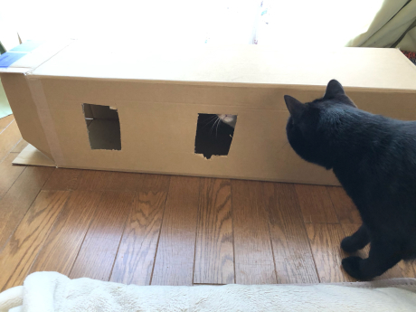猫ゴコロくすぐる箱_e0355177_19411307.jpg