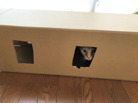 猫ゴコロくすぐる箱_e0355177_19411697.jpg