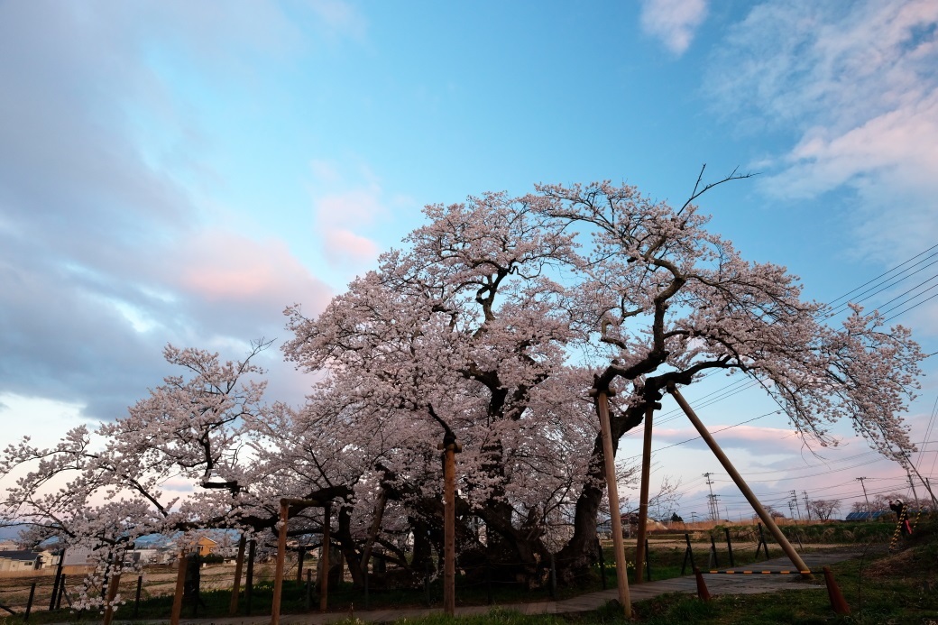 石部桜（八重の桜）　会津若松市　２０２０・０４・１１_e0143883_16490534.jpg