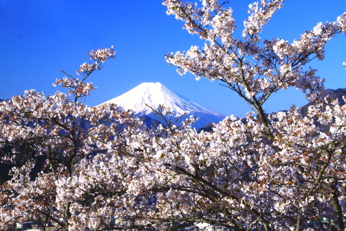 令和2年4月の富士 4 岩殿山の桜と富士 富士への散歩道 撮影記