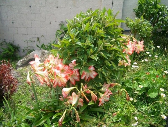 楽をして花を咲かせる_f0346196_10525027.jpg