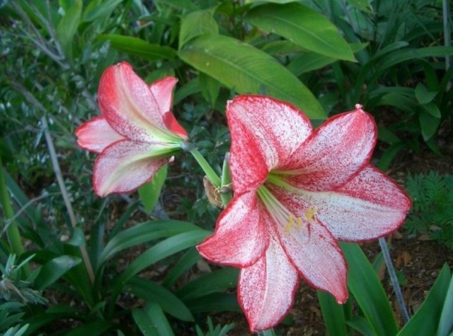 楽をして花を咲かせる_f0346196_10583467.jpg