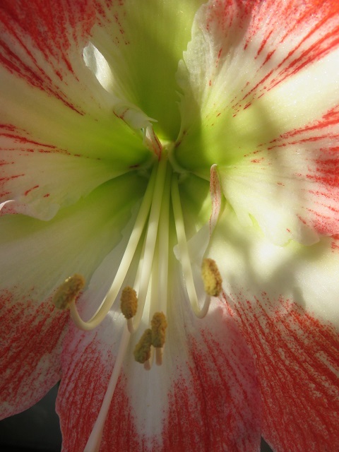 楽をして花を咲かせる_f0346196_10591427.jpg