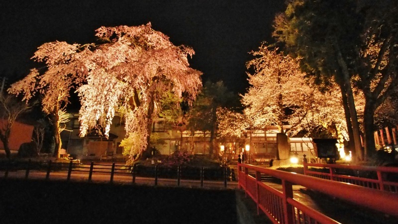 「深淵の桜」を観に千手院の境内へ ④_c0336902_14452927.jpg