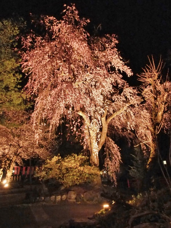 深淵の桜 を観に千手院の境内へ 浦佐地域づくり協議会のブログ