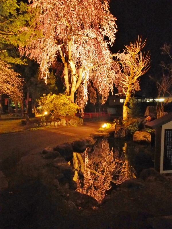 「深淵の桜」を観に千手院の境内へ ④_c0336902_14453747.jpg