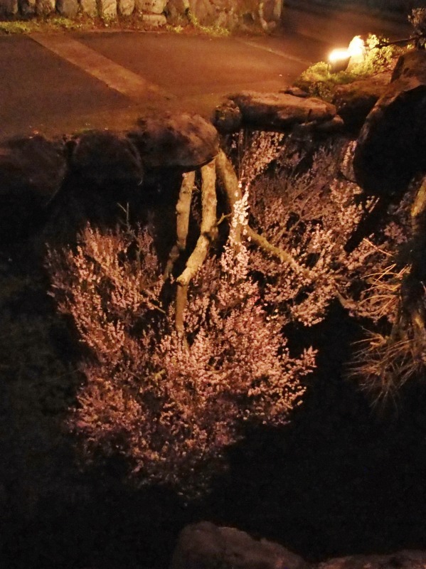 「深淵の桜」を観に千手院の境内へ ④_c0336902_14454056.jpg