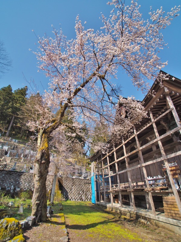 枝垂れ桜 昨日は7分咲きくらいでしょうか ⑤_c0336902_15040701.jpg
