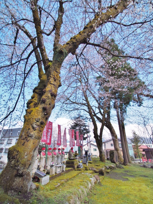 枝垂れ桜 昨日は7分咲きくらいでしょうか ⑤_c0336902_15041822.jpg