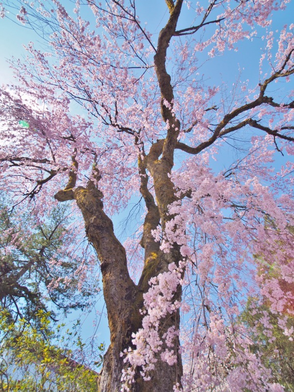 枝垂れ桜 昨日は7分咲きくらいでしょうか ⑤_c0336902_15042159.jpg